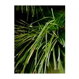 PARFUMS DE MARLY Greenley Парфюмерная вода унисекс 1.5 мл фото 6